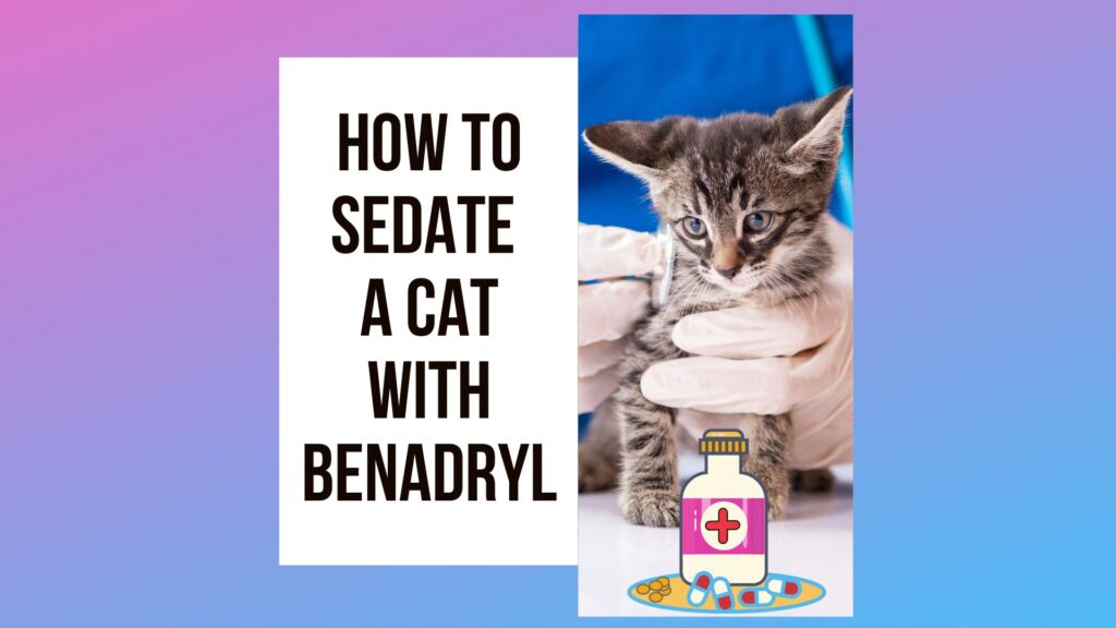 How to Sedate a Cat With Benadryl? 5 Steps Process - Traveling With ...