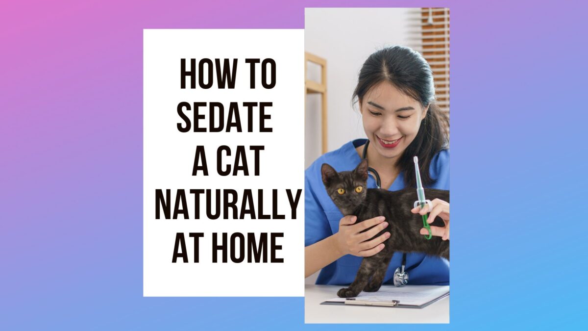 6 Ways To Sedate A Cat Naturally - Traveling With Your Cat