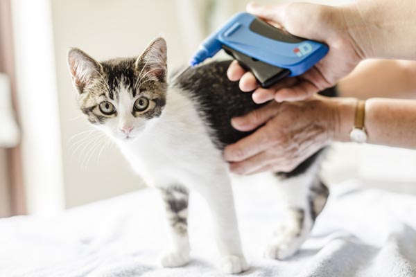 Side Effects of Microchipping Your Cat 