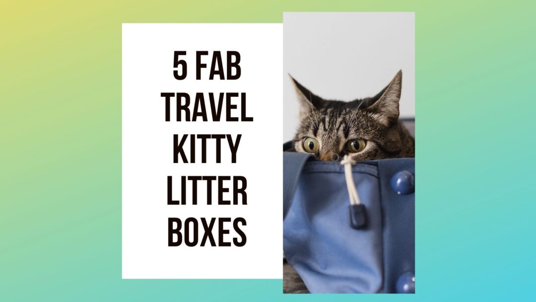 5 Fab Travel Kitty Litter Boxes for Your Cat - Traveling With Your Cat