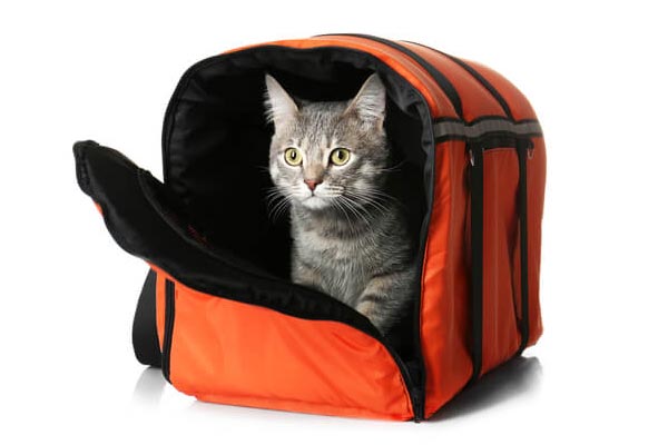 best cat travel bag