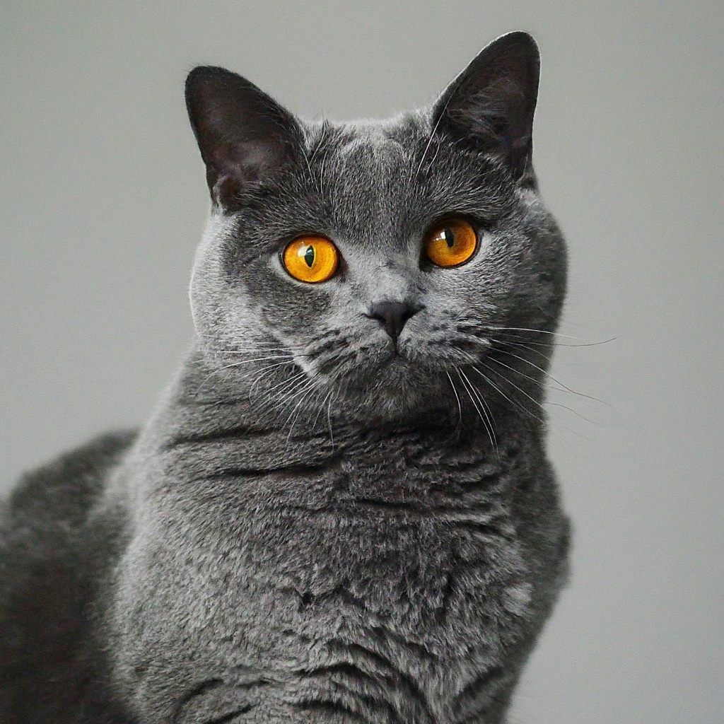 Chartreux