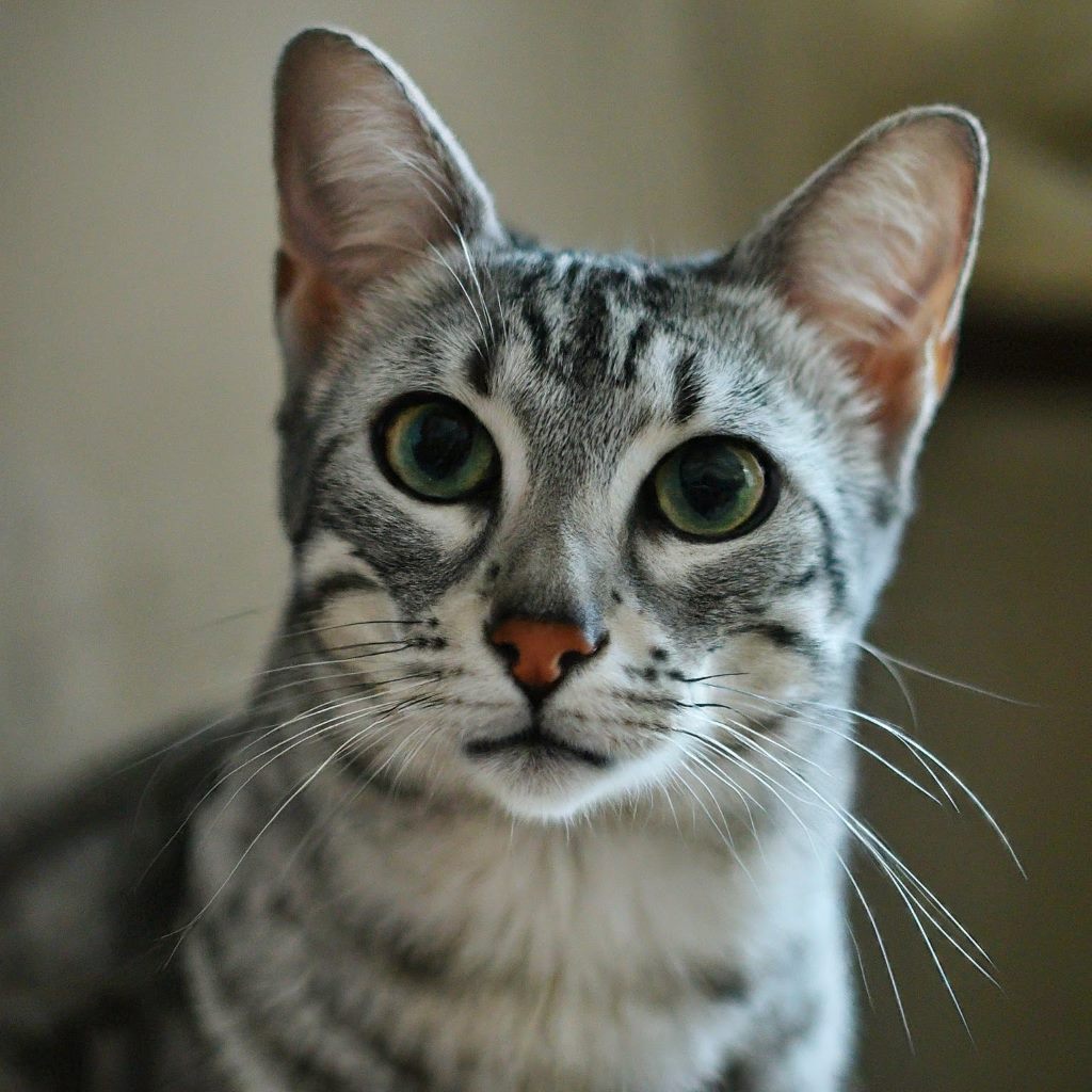 Egyptian Mau Cat