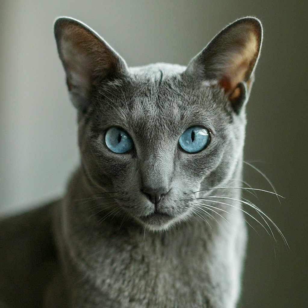 Korat Cat