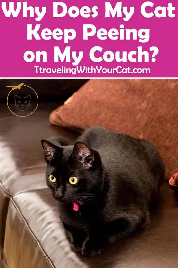 cat-pee-on-couch-traveling-with-your-cat