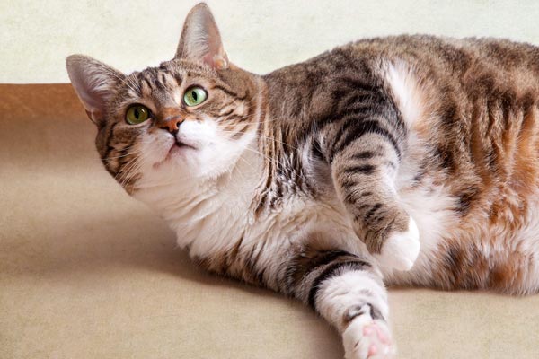 Weight Loss In Cats When Should You Worry About Traveling With Your Cat