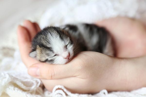 newborn kitten constipation