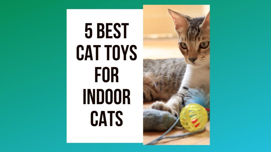 Cat Toys For Indoor Cats: No 5 Voted Best - Traveling With Your Cat