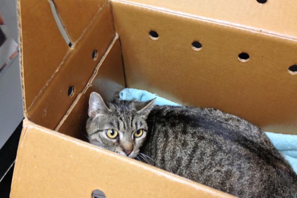 cat box carrier