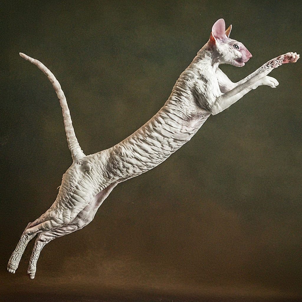 Cornish Rex