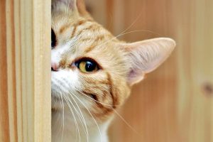 7 Ingenious Ways to Get Your Pet Cat Out of Hiding