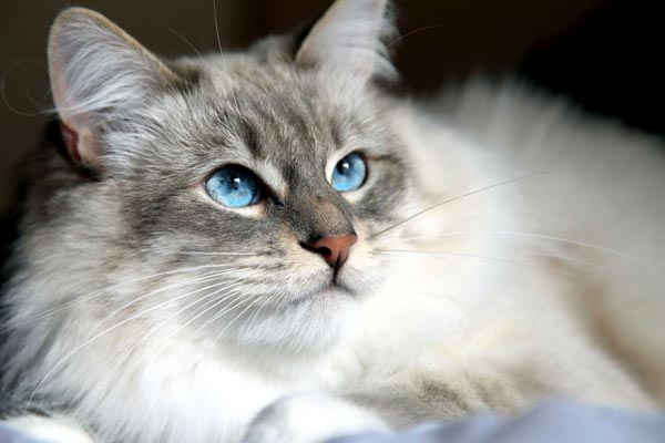 siberian cat hypoallergenic cats
