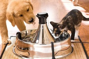 Best Water Fountain For Cats: 5 Top ones - Traveling With Your Cat