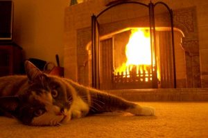 How Cold is Too Cold For Cats? Warnings and Tips - Traveling With Your Cat