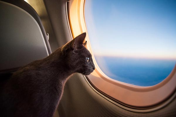 cat airlines