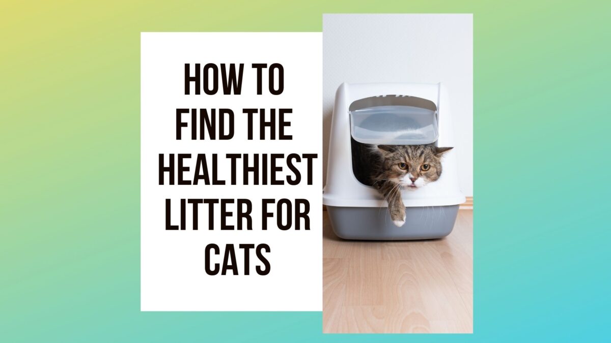 Healthiest Litter For Cats: 7 Ways To Find - Traveling With Your Cat