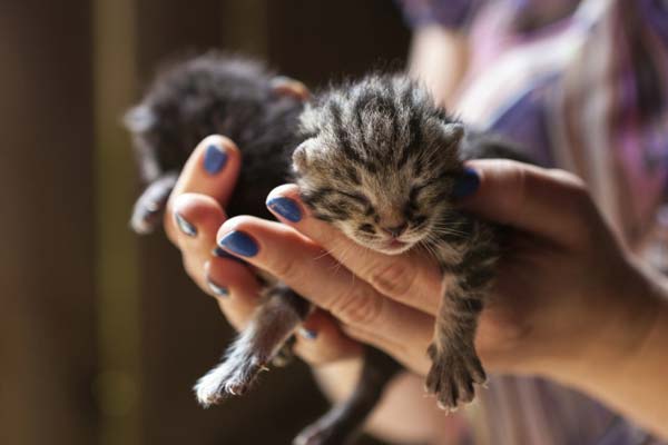 Handle Newborn Kittens 