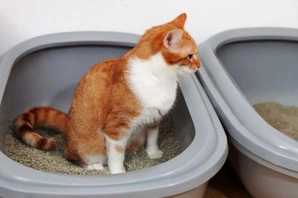 What Does Cat Poop Look Like - Jameslemingthon Blog