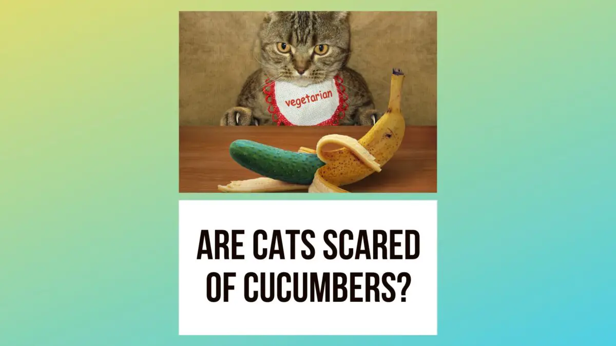 The Real Reasons Why Are Cats Scared Of Cucumbers