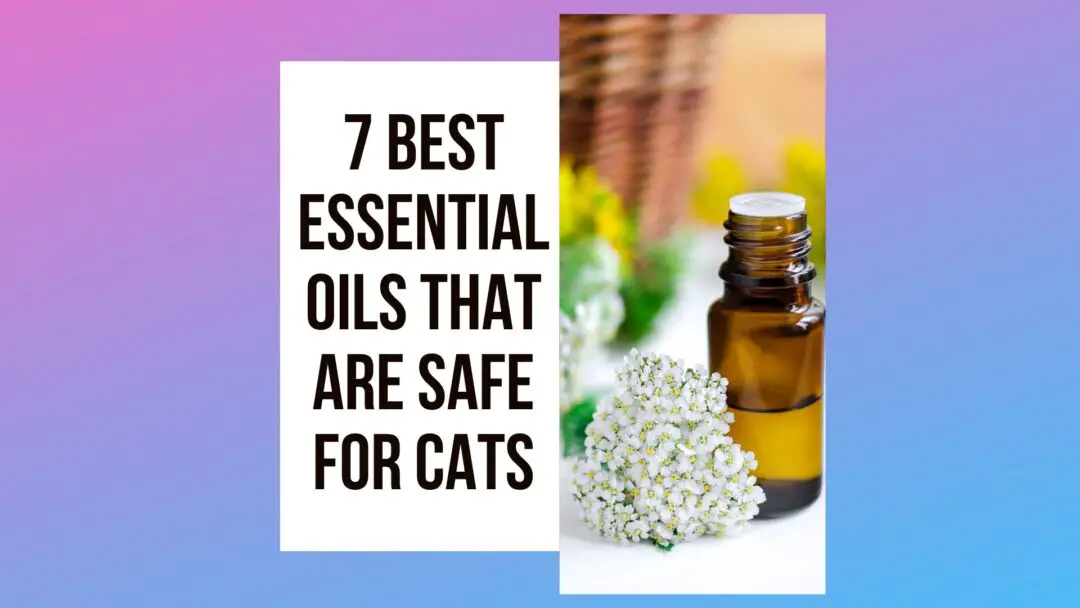 7 Best Essential Oils That Are Safe for Cats Traveling With Your Cat