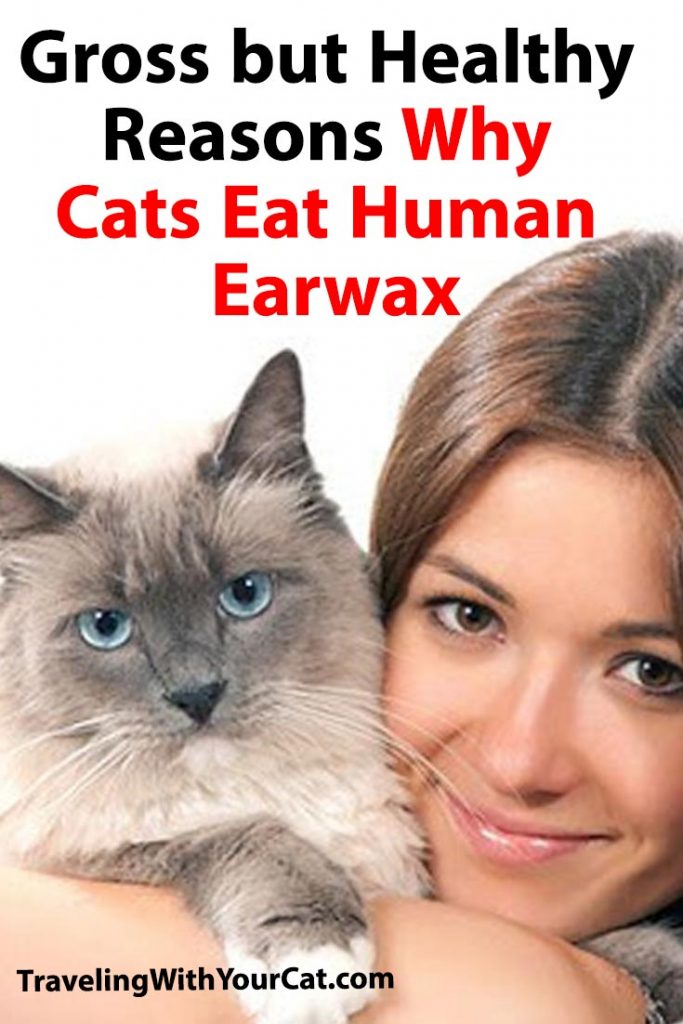 why-cats-eat-human-earwax-traveling-with-your-cat