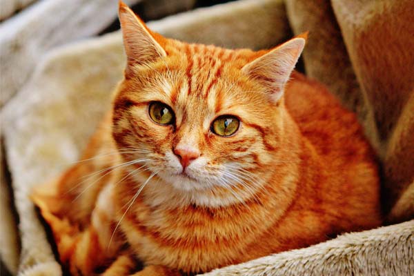 How Long Do Tabby Cats Live Traveling With Your Cat
