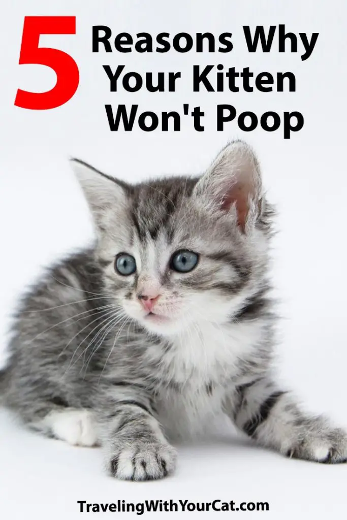 5ReasonsWhyYourKittenWontPoop Traveling With Your Cat