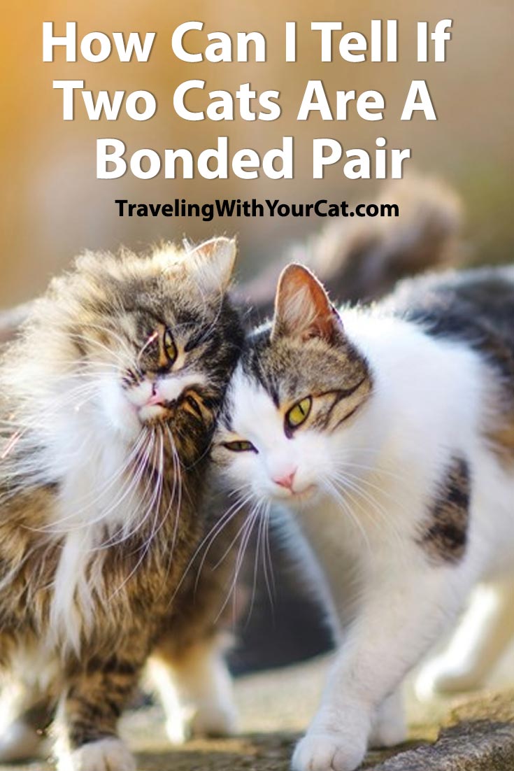 how-can-i-tell-if-two-cats-are-a-bonded-pair-traveling-with-your-cat