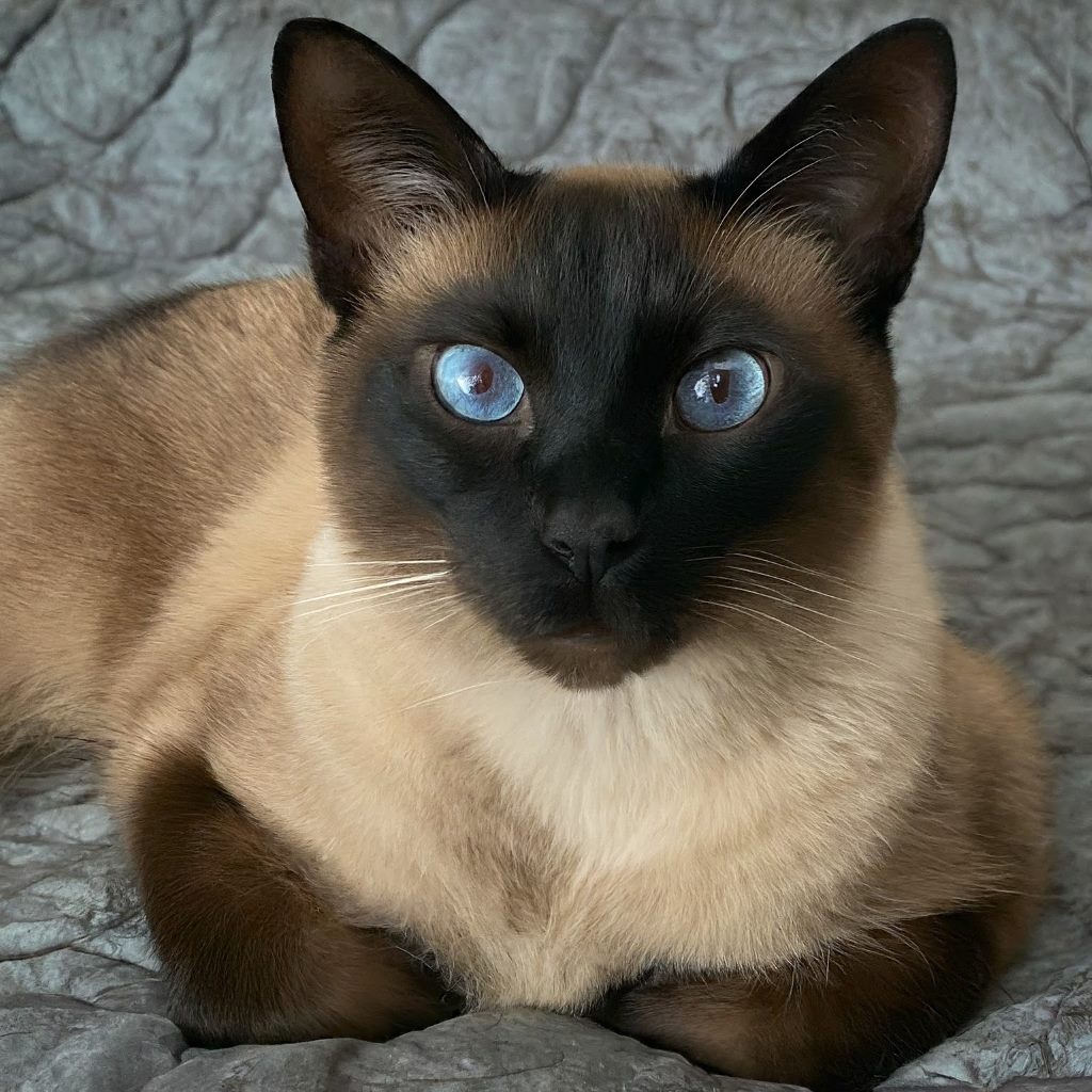 Siamese Cat