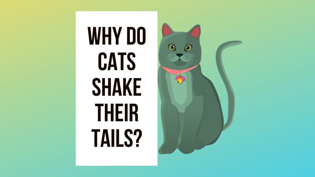 Why Do Cats Shake Their Tails? 7 Valid Reasons Traveling With Your Cat