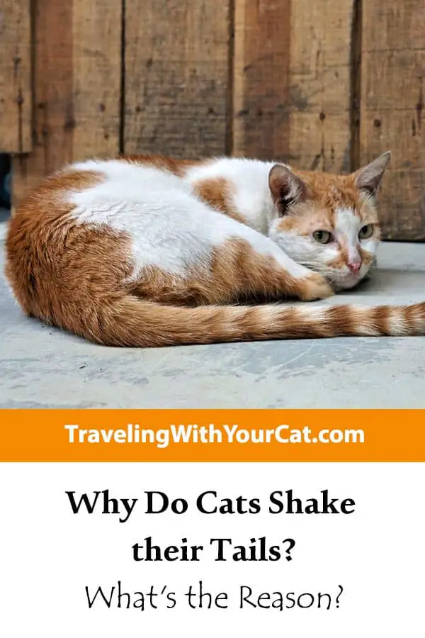 why-do-cats-shake-their-tails-pin-traveling-with-your-cat