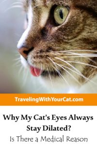 Why My Cat’s Eyes Always Stay Dilated? Is There a Medical Reason ...