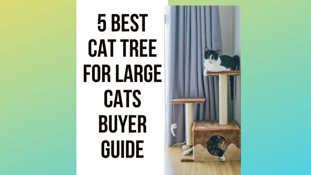 5-best-cat-tree-for-large-cats-2022-guide-traveling-with-your-cat