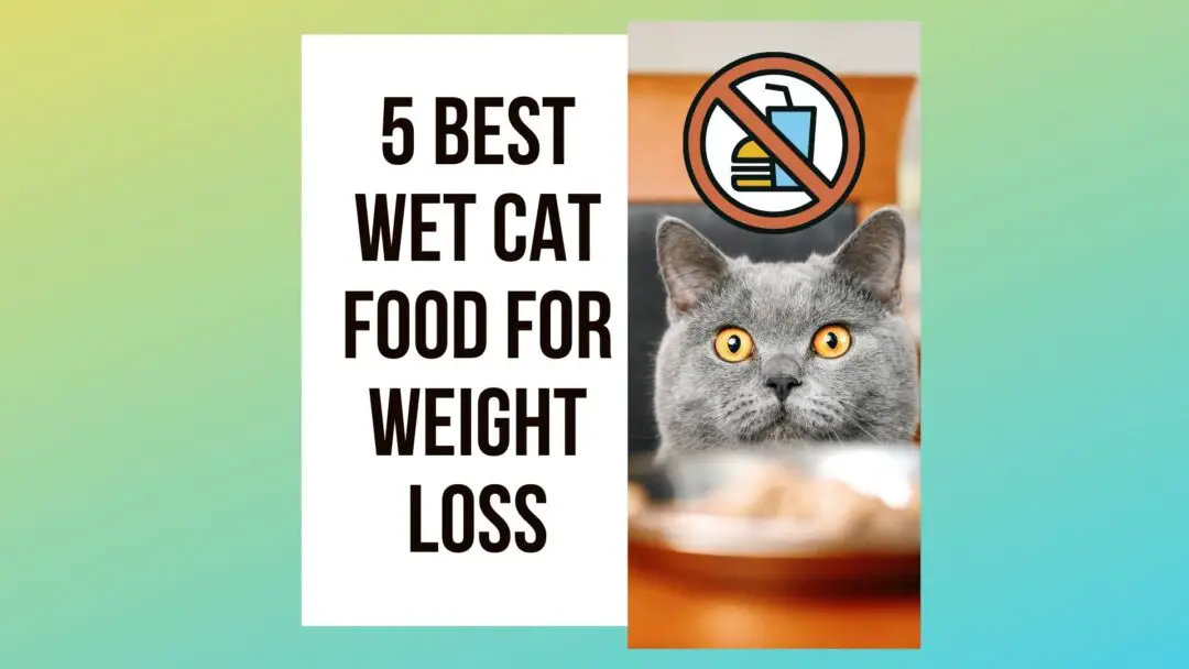 5 Best Wet Cat Food For Weight Loss - Traveling With Your Cat