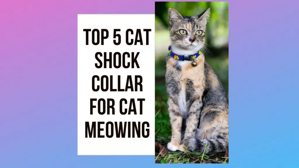 Top 5 Cat Shock Collar For Cat Meowing Traveling With Your Cat   Cat Shock Collar For Cat Meowing 1024x576 