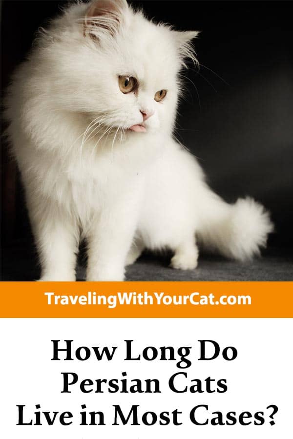 How Long Do Persian Cats Live In Most Cases Traveling With Your Cat