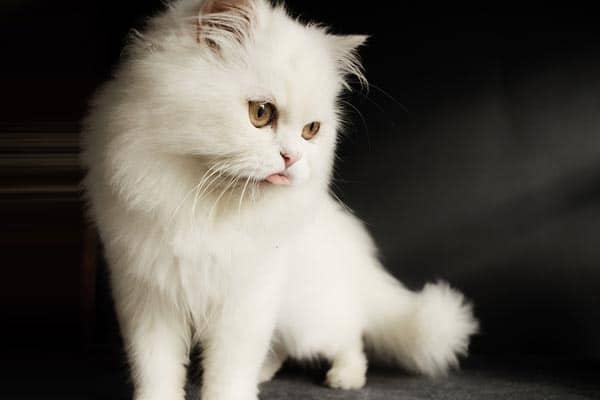 How Long Do Persian Cats Live In Most Cases Traveling With Your Cat