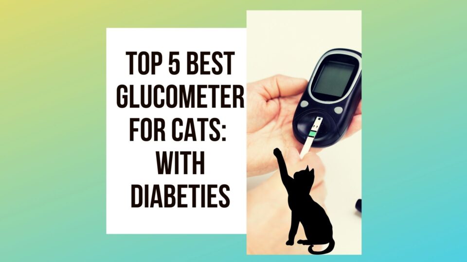 Choosing the Best Glucometer for Cats: Top 5 - Traveling With Your Cat