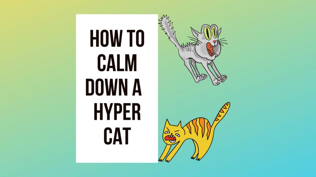 Help! How to Calm Down A Crazy Hyper Cat