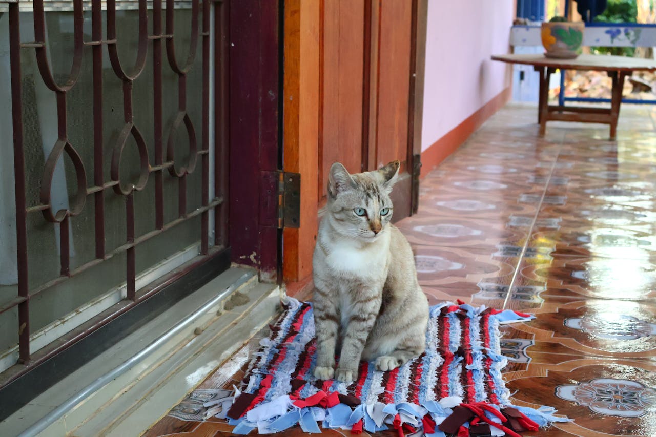 Cat poop and pee on carpet