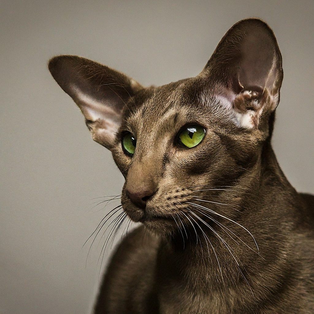 Oriental Shorthair Cat