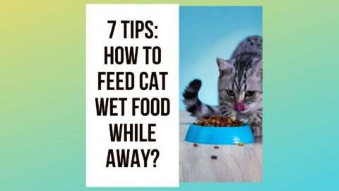 7 Tips: How To Feed Cat Wet Food While Away? - Traveling With Your Cat