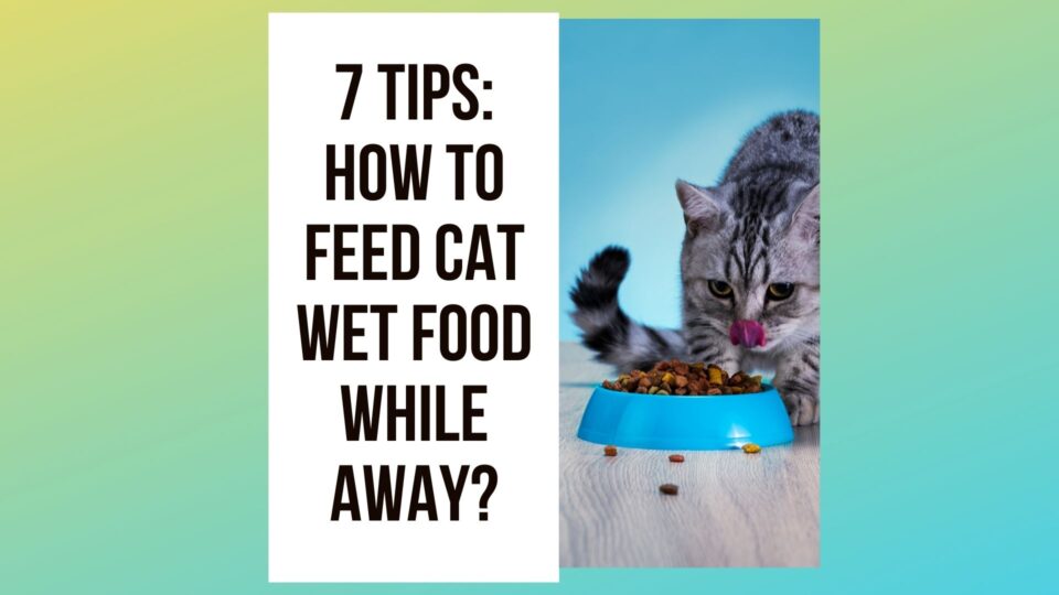 How to Make Tuna Water For Cats? 7 Steps Guide - Traveling With Your Cat