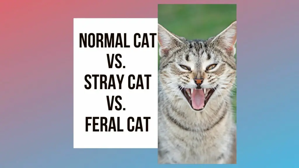 how-to-tell-if-a-cat-is-feral-4-ways-to-know-traveling-with-your-cat