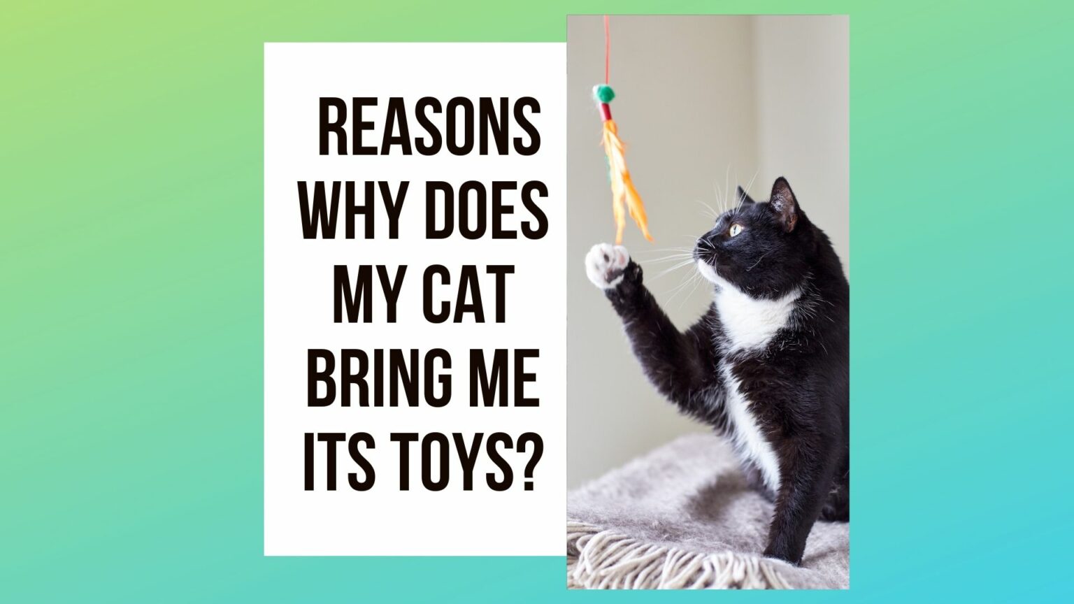 8 Reasons Why Does My Cat Bring Me Its Toys? Traveling With Your Cat