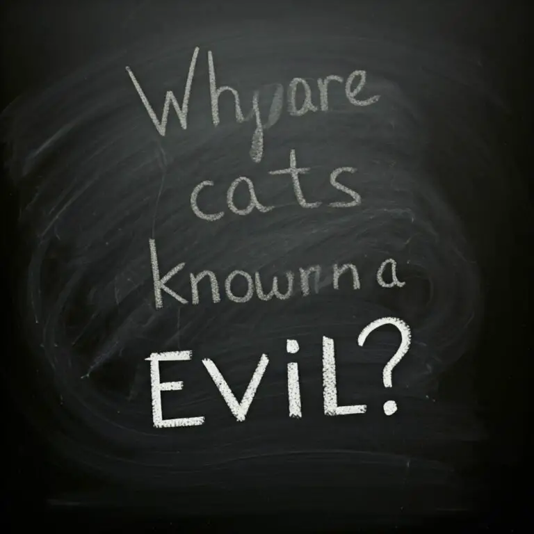 Why Are Cats Known as Evil?