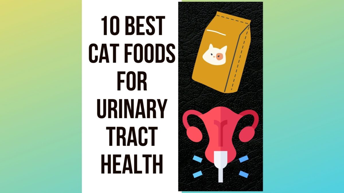 10 Best Cat Foods For Urinary Tract Health Traveling With Your Cat