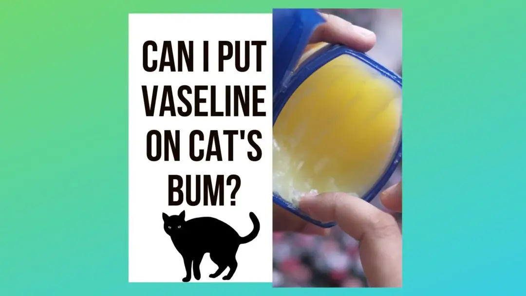 can-i-put-vaseline-on-my-cats-bum-traveling-with-your-cat