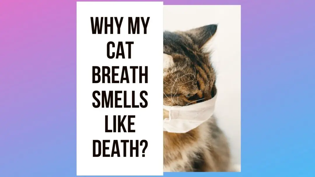 Cat Breath Smells Like Yeast