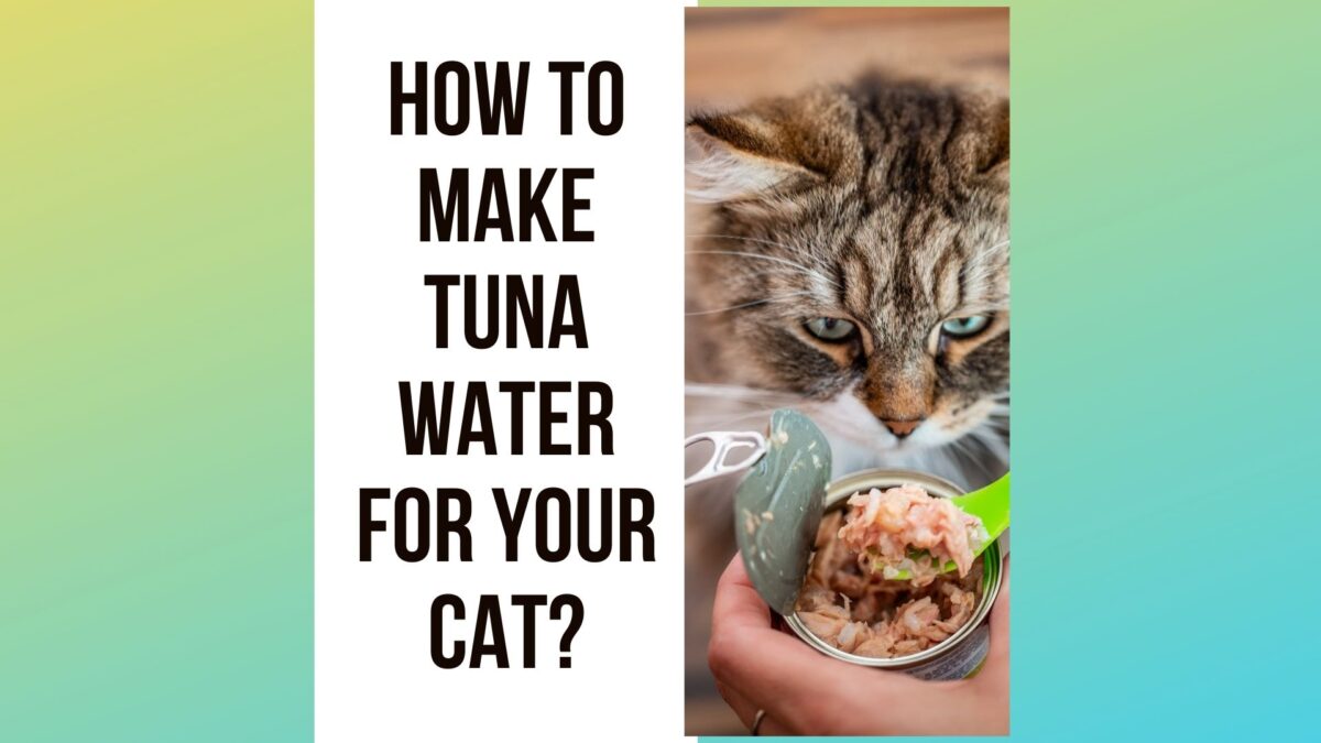 how-to-make-tuna-water-for-cats-7-steps-guide-traveling-with-your-cat